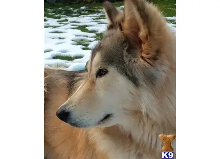 Wolf Dog stud dog: a wolf dog dog looking at the camera