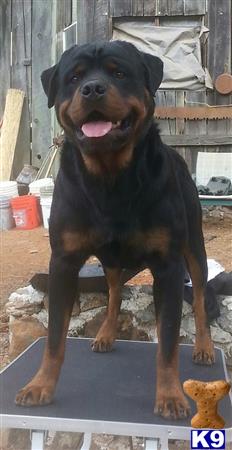 Rottweiler stud dog