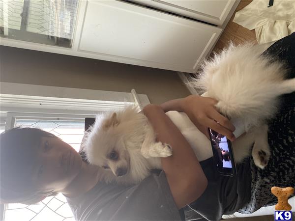 a person holding a white pomeranian dog