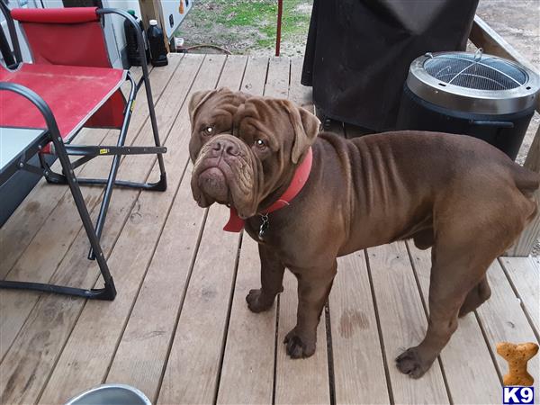 a old english bulldog dog standing on a wood deck