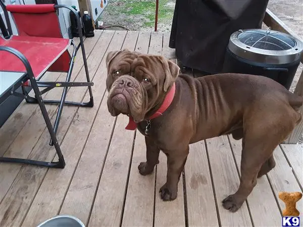 Old English Bulldog stud dog