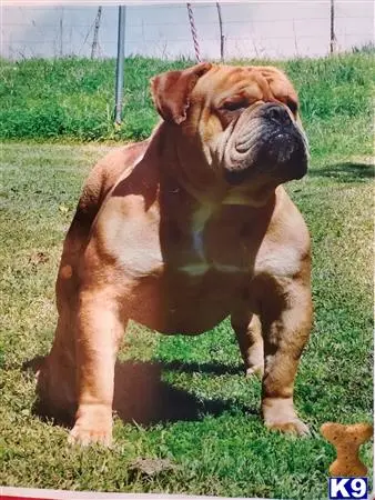 Old English Bulldog stud dog