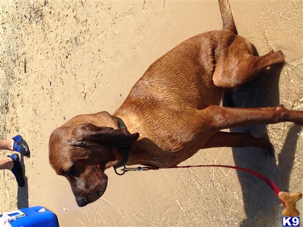 Redbone Coonhound dog