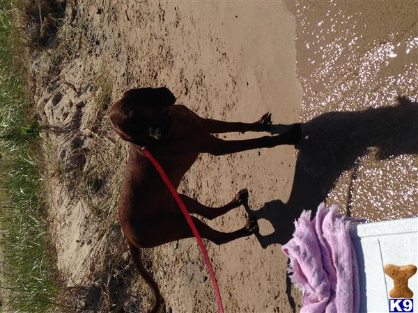 Redbone Coonhound dog