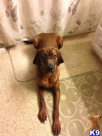 Redbone Coonhound dog