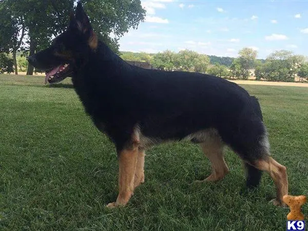 German Shepherd stud dog