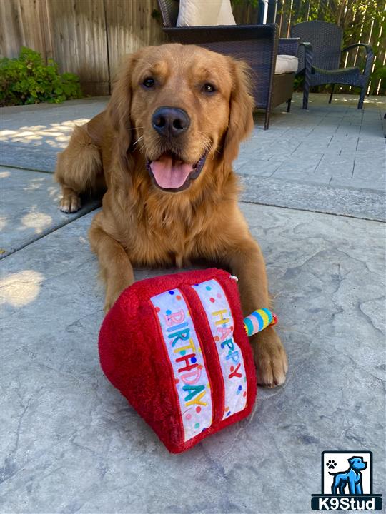 a golden retriever dog with a present