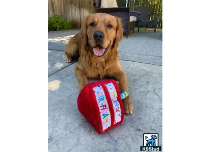 a golden retriever dog with a present