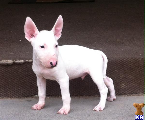 Bull Terrier