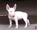 bull terrier puppy posted by mal_wilkerson