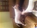Bull Terrier stud dog: White Bull Terrier standing on a couch with another dog nearby