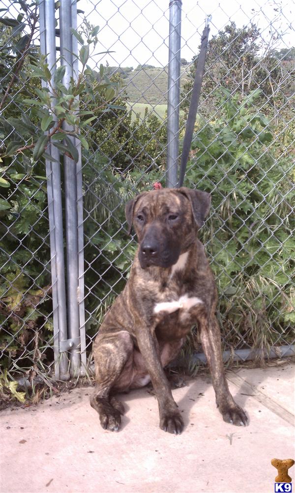 Presa Canario Dog for Sale ADULT PRESAS 12 Years old