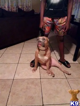 American Bully female dog