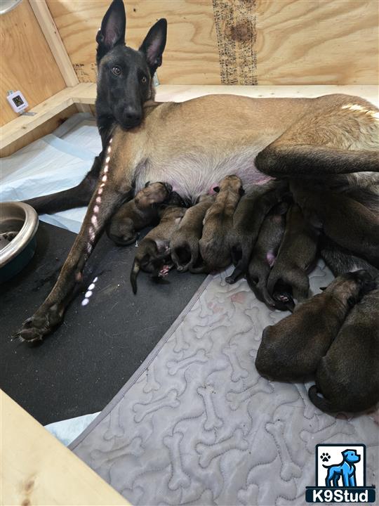 a belgian malinois dog lying on a blanket with a group of belgian malinois puppies