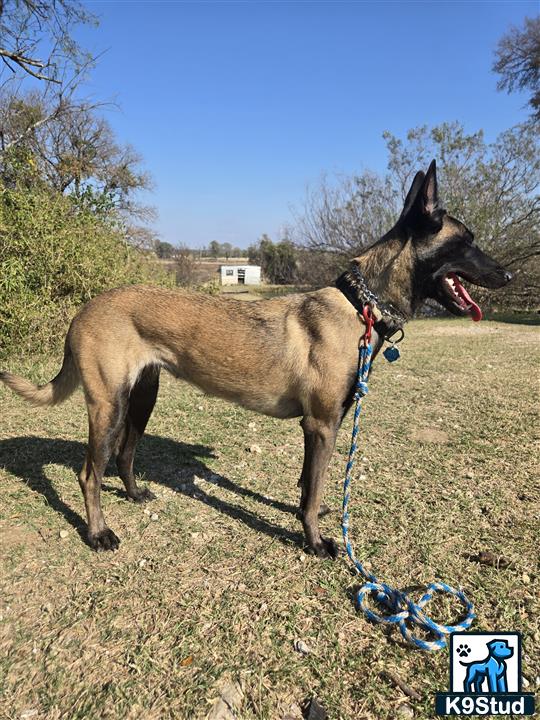 a belgian malinois dog on a leash