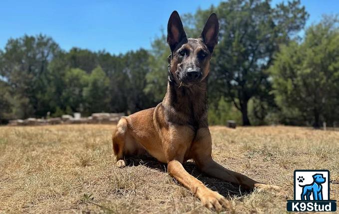 a belgian malinois dog sitting in a field