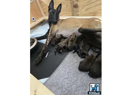 a belgian malinois dog lying on a blanket with a group of belgian malinois puppies