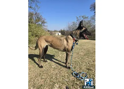 a belgian malinois dog on a leash