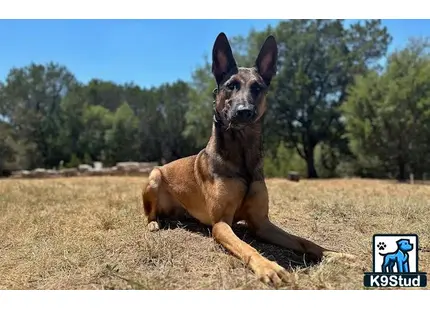 a belgian malinois dog sitting in a field