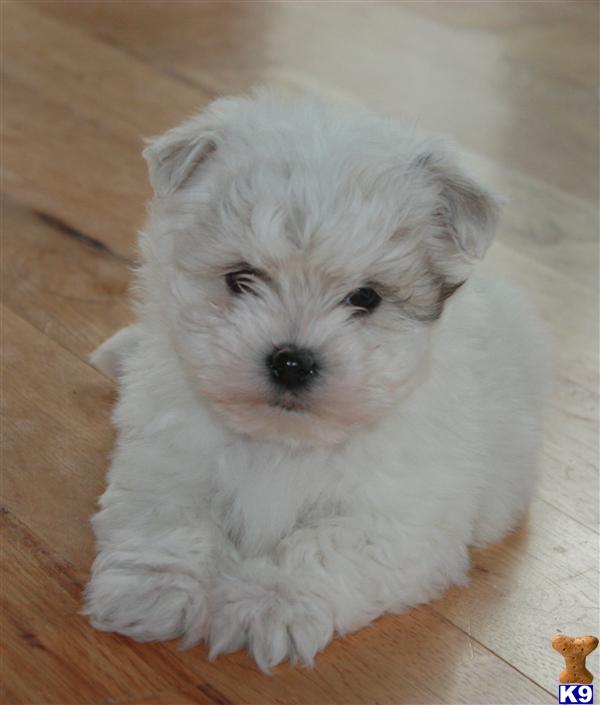 Coton De Tulear Puppy for Sale Spoiled Cotons 13 Years old