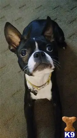 Boston Terrier female dog