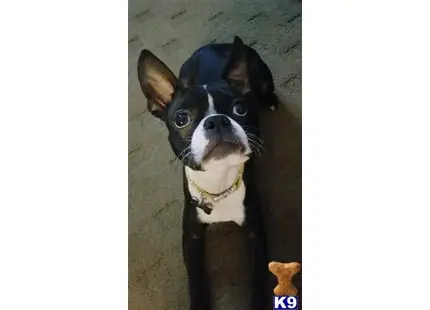Boston Terrier