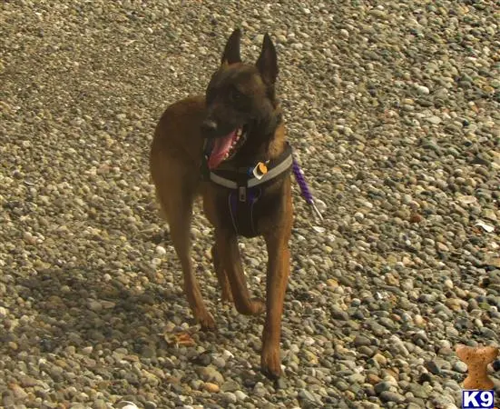 Belgian Malinois stud dog