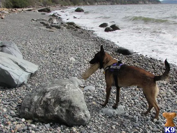 Belgian Malinois stud dog