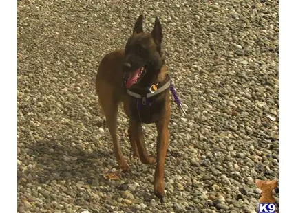 Belgian Malinois