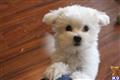maltese puppy posted by malteselife