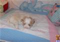 maltese puppy posted by maltipompuppies