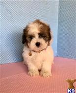 maltipoo puppy posted by maltipoopuppies8193