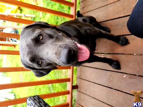 Labrador Retriever stud dog