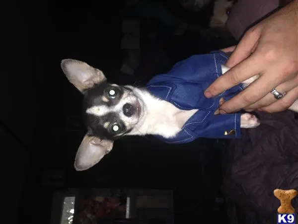 Chihuahua