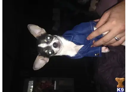 Chihuahua