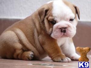 english bulldog puppy posted by mamalu