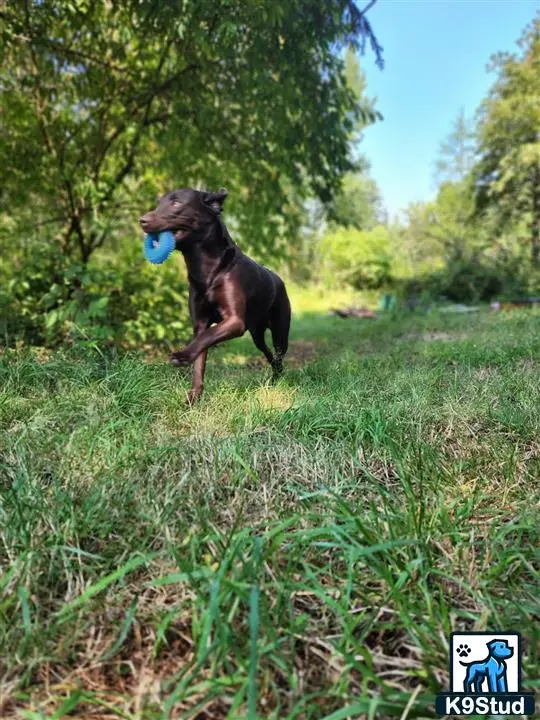 Labrador Retriever