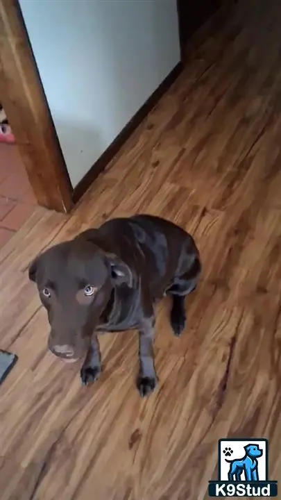 Labrador Retriever female dog