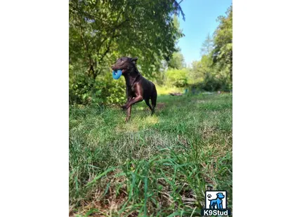 Labrador Retriever