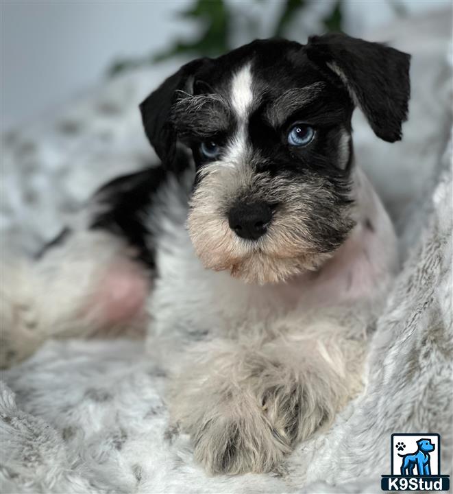 a miniature schnauzer dog with blue eyes