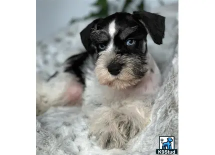 a miniature schnauzer dog with blue eyes