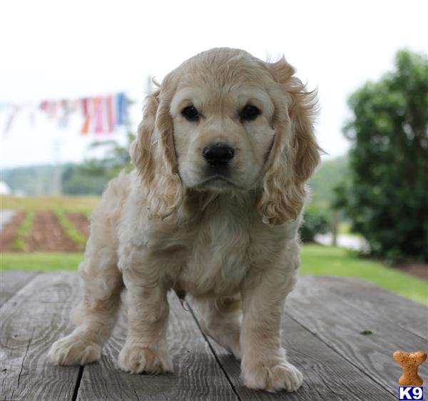 Cocker Spaniel Puppy for Sale Dakota, Male 400 Shipping Available 11