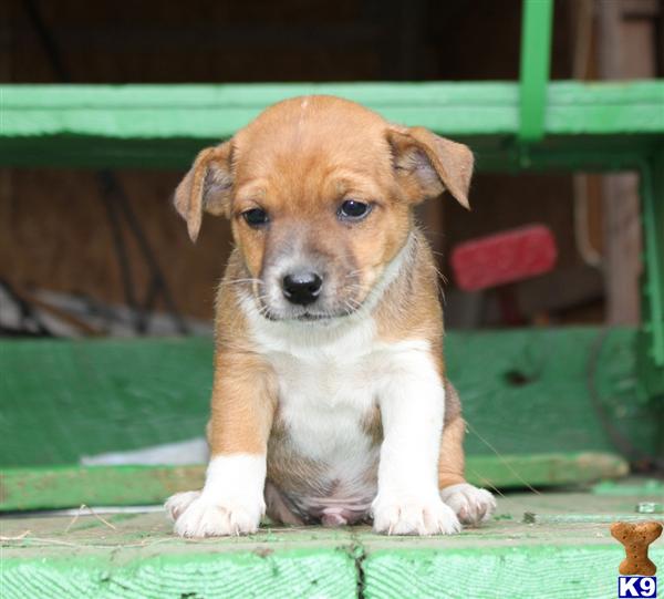 Mixed Breed Puppy for Sale Gator, Male 350 Shipping Available 11
