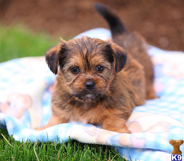 Mixed Breed Puppy for Sale Mischief, Male 550 Shipping Available 11