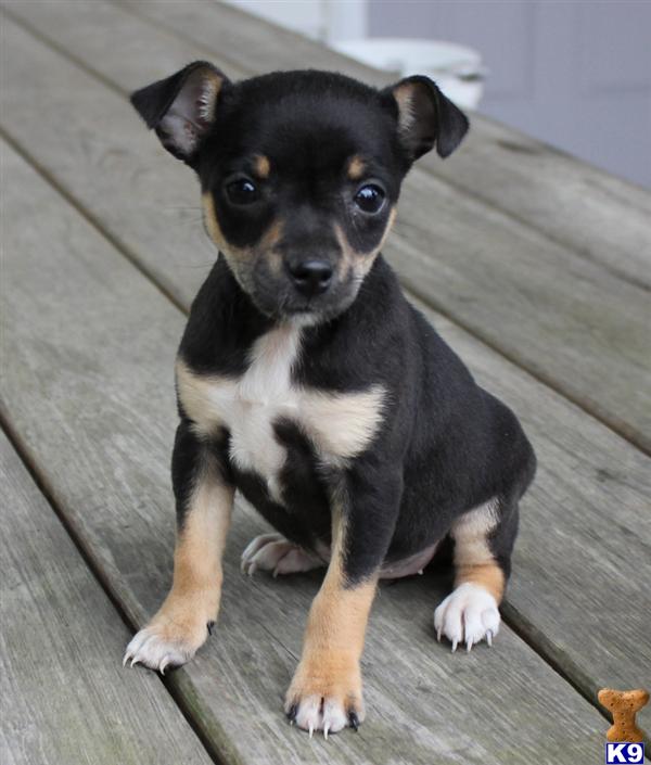 Mixed Breed Puppy for Sale Tiny, Female 400 Shipping Available 11