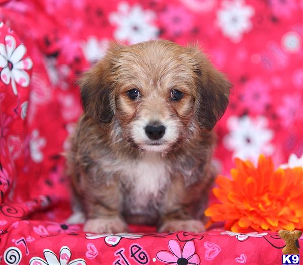 Mixed Breed Puppy for Sale Kevin, Male 400 Shipping Available 11