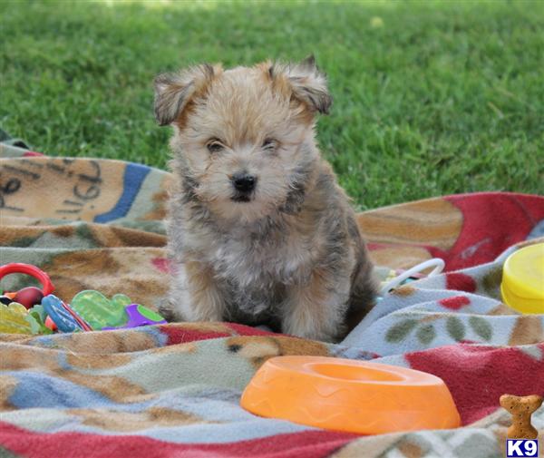 Mixed Breed Puppy for Sale Tallyho, Male 550 Shipping Available 11