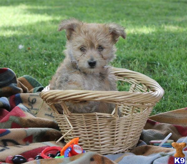 Mixed Breed Puppy for Sale Tango, Male 550 Shipping Available 11