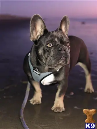 French Bulldog stud dog