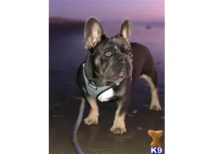 a french bulldog dog with a leash